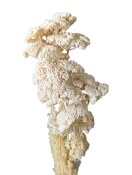 Achillea Flowers, 15 stems, 70cm, White