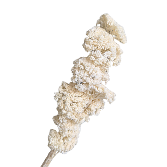 Achillea Flowers, 15 stems, 70cm, White