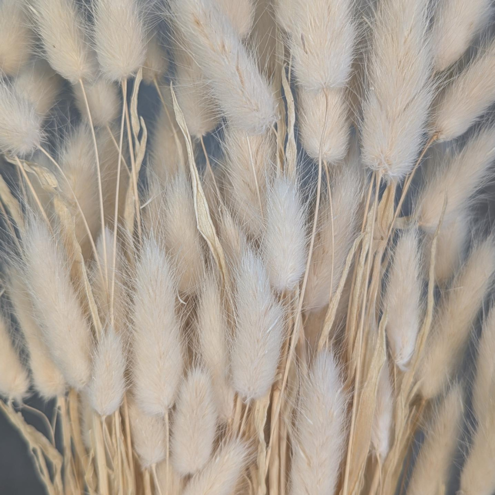 Preserved Bunny Tails, 120 stems, 60cm, White