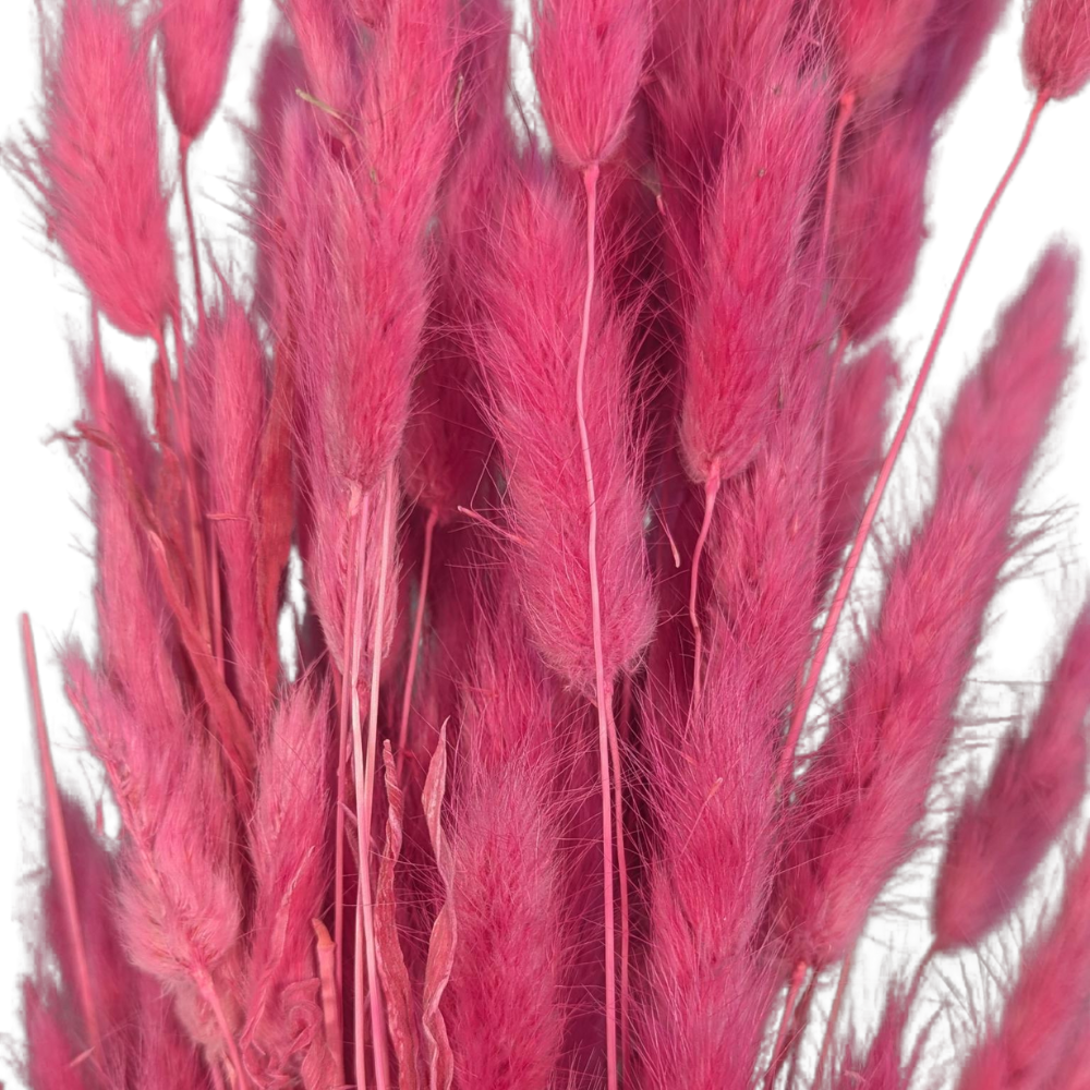 Preserved Bunny Tails, 120 stems, 60cm, Hot Pink