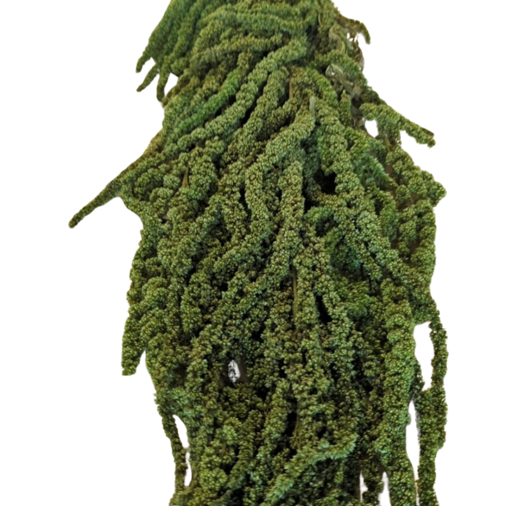 Preserved Hanging Amaranthus, 50-80cm, 150 gram, Green Light