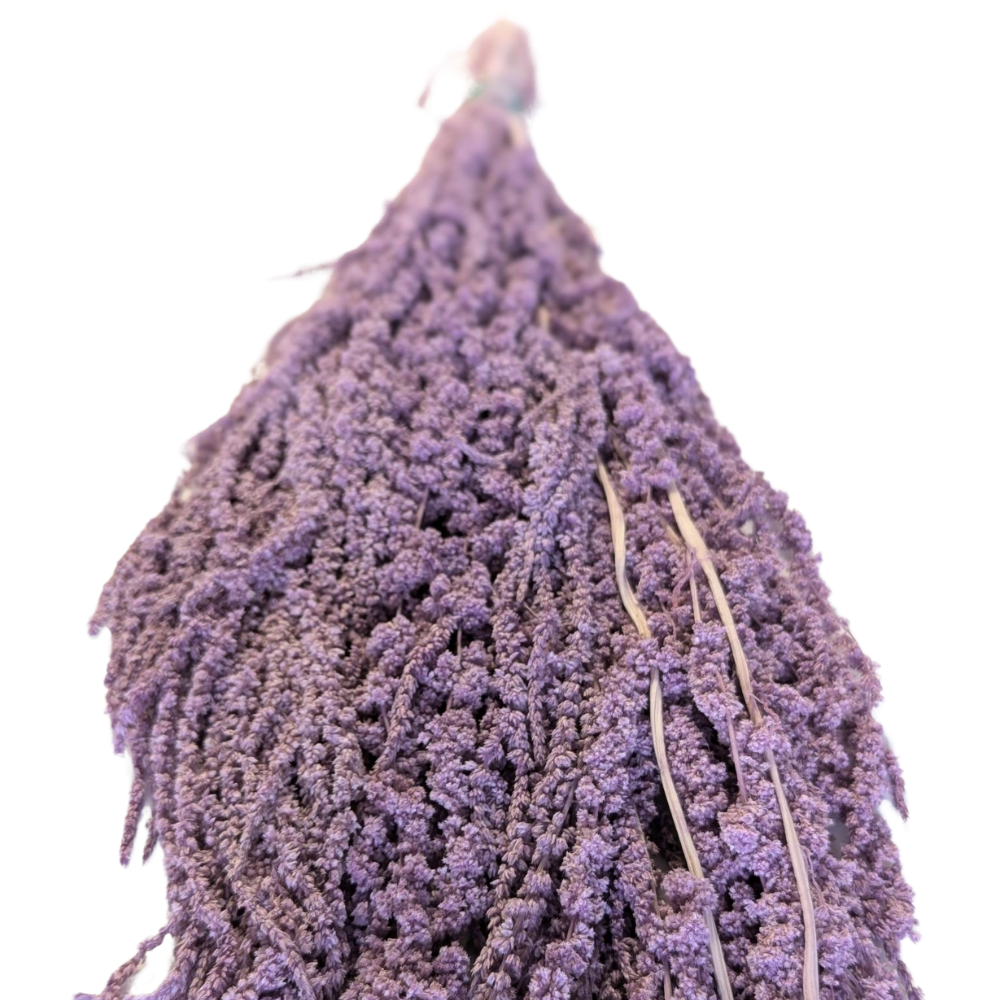 Preserved Hanging Amaranthus, 50-80cm, 150 gram, Purple