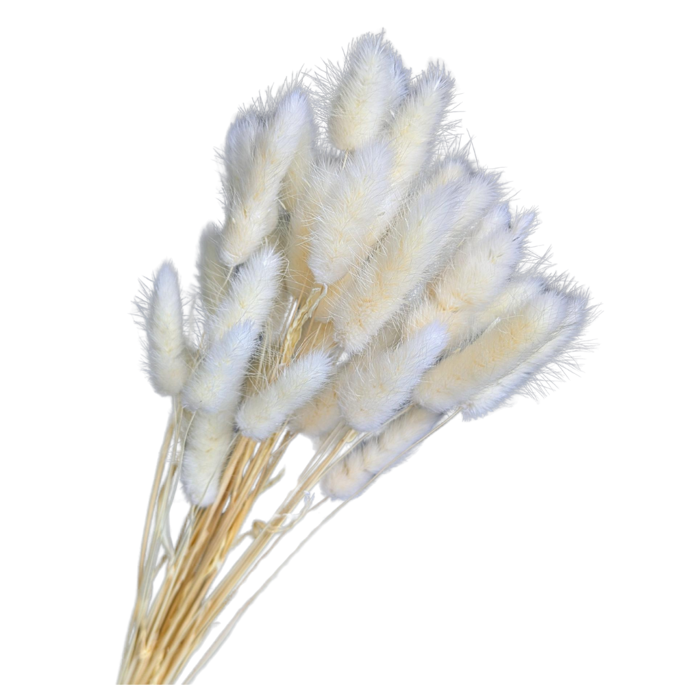 Preserved Bunny Tails, 30 stems, 40cm, White
