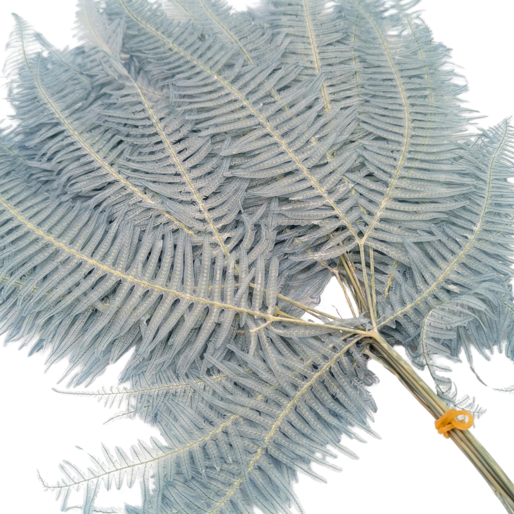 Preserved Mountain Fern, 10 stems, 40cm, Baby Blue
