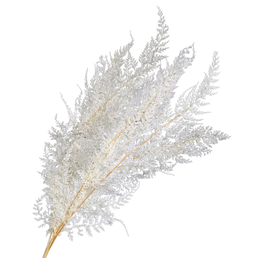 Preserved Lace Fern, 10 stems, 40cm, White