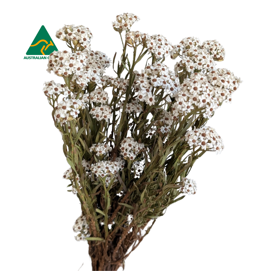 Australian Dried Ixodia, 10 stems, 40cm, Natural White