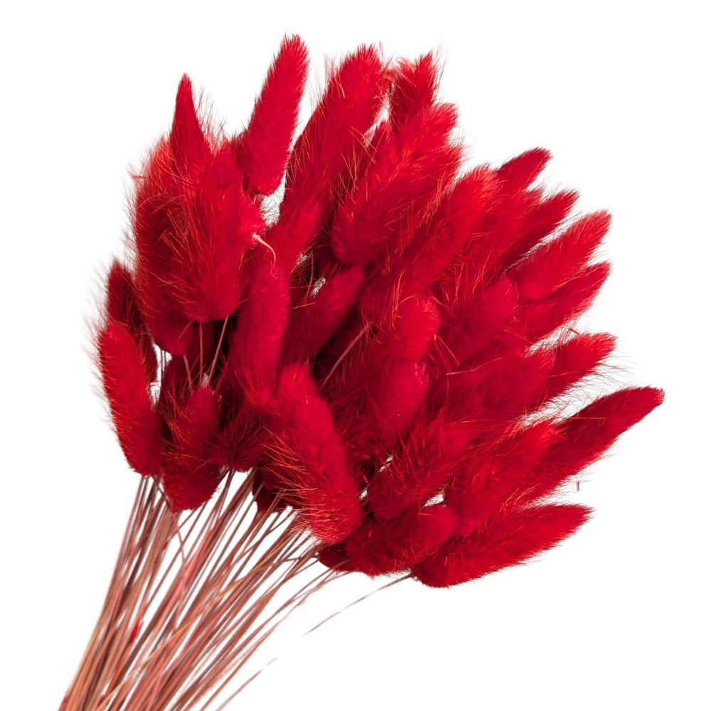 Preserved Bunny Tails, 50cm, 60 stems, Red