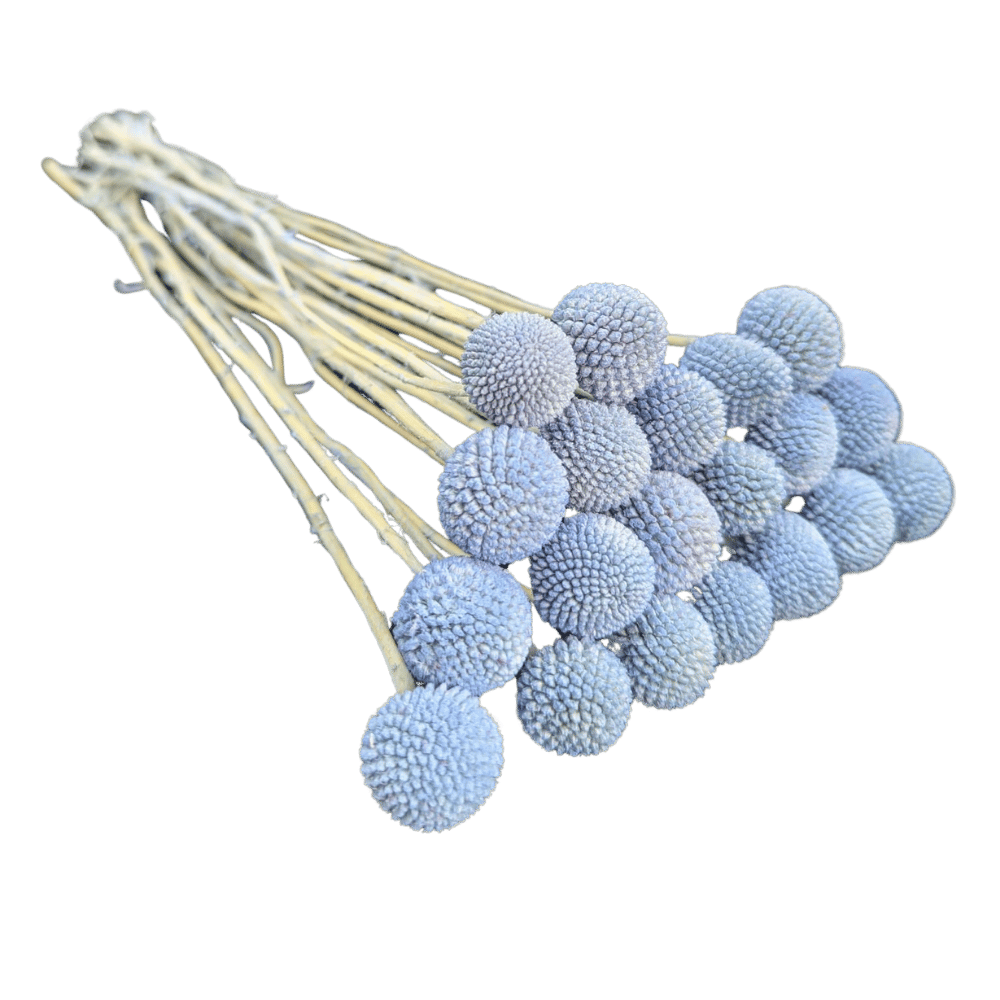 Preserved Billy Button, 20 stems, 50cm, Blue