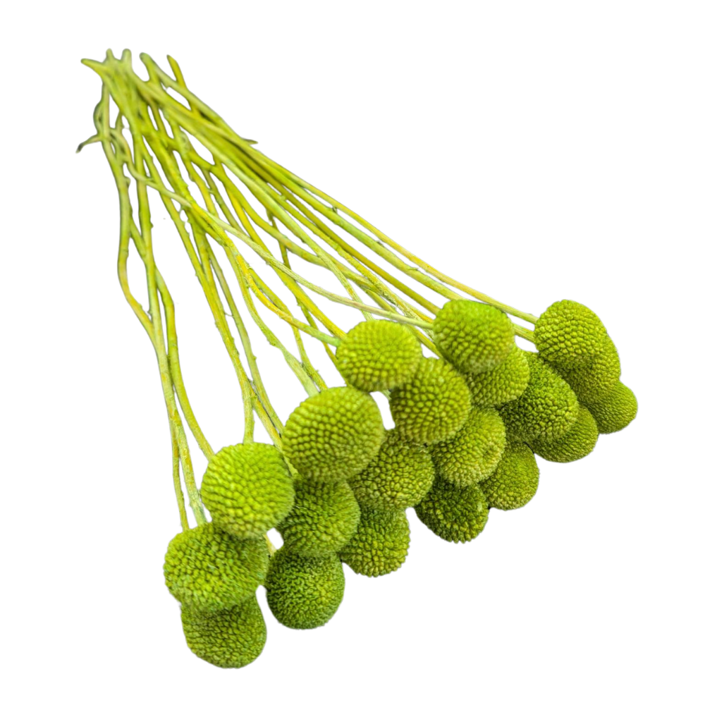 Preserved Billy Button, 20 stems, 50cm, Green