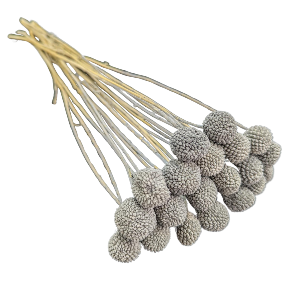 Preserved Billy Button, 20 stems, 50cm, Grey