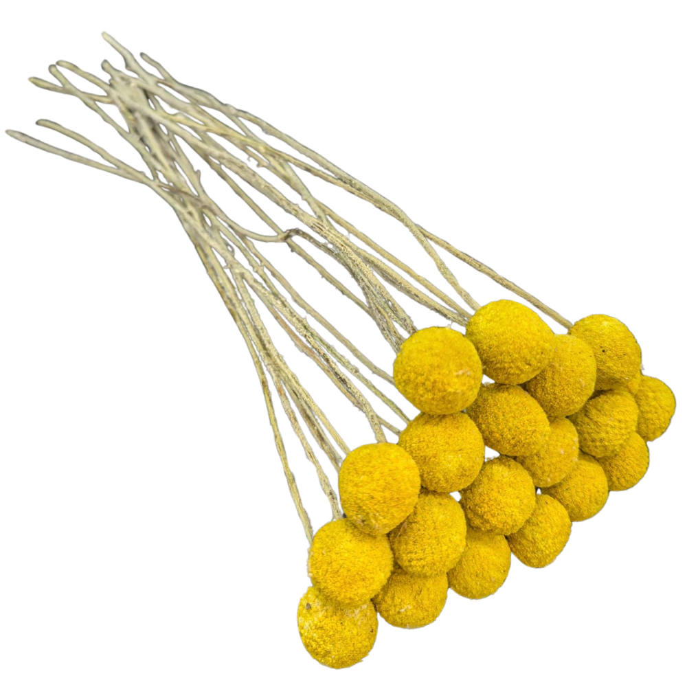 Preserved Billy Button, 20 stems, 50cm, Natural