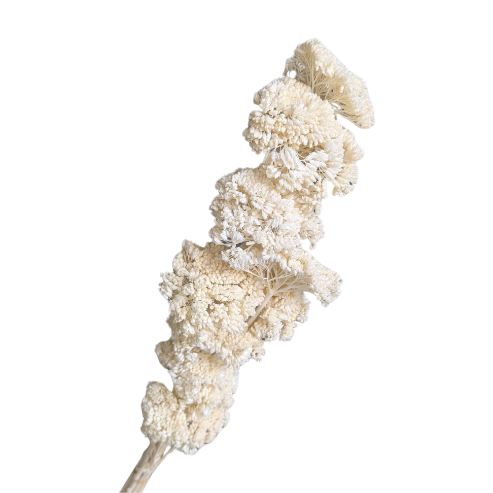 Achillea Flowers, 15 stems, 70cm, White