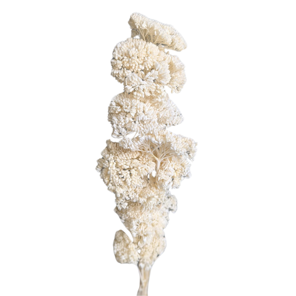 Achillea Flowers, 15 stems, 70cm, White