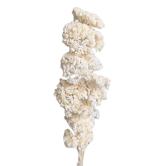 Achillea Flowers, 15 stems, 70cm, White