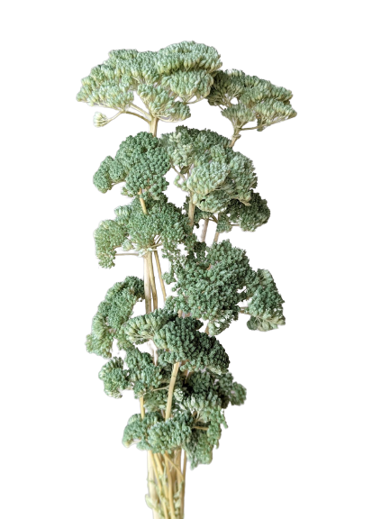 Achillea, 15 stems, 70cm, Pastel Green