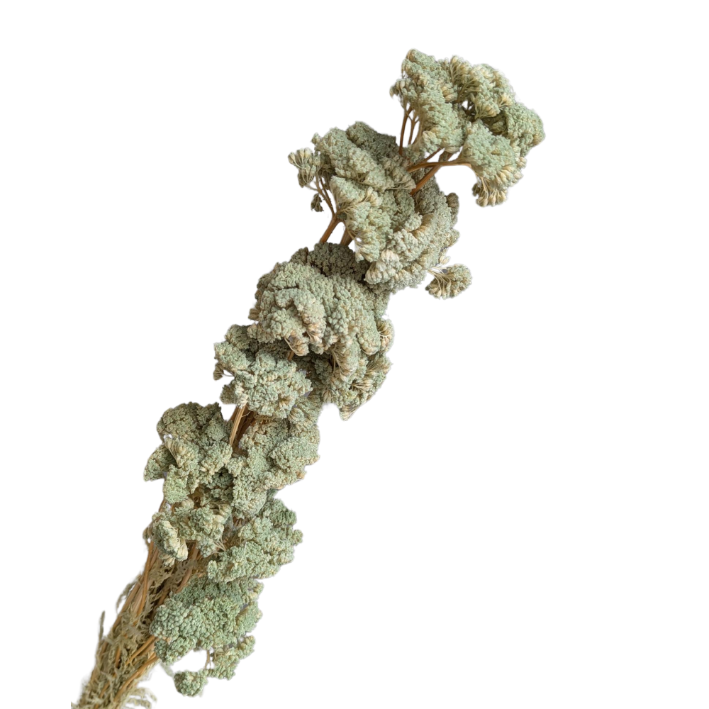 Achillea, 15 stems, 70cm, Pastel Green