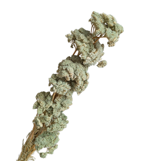 Achillea, 15 stems, 70cm, Pastel Green
