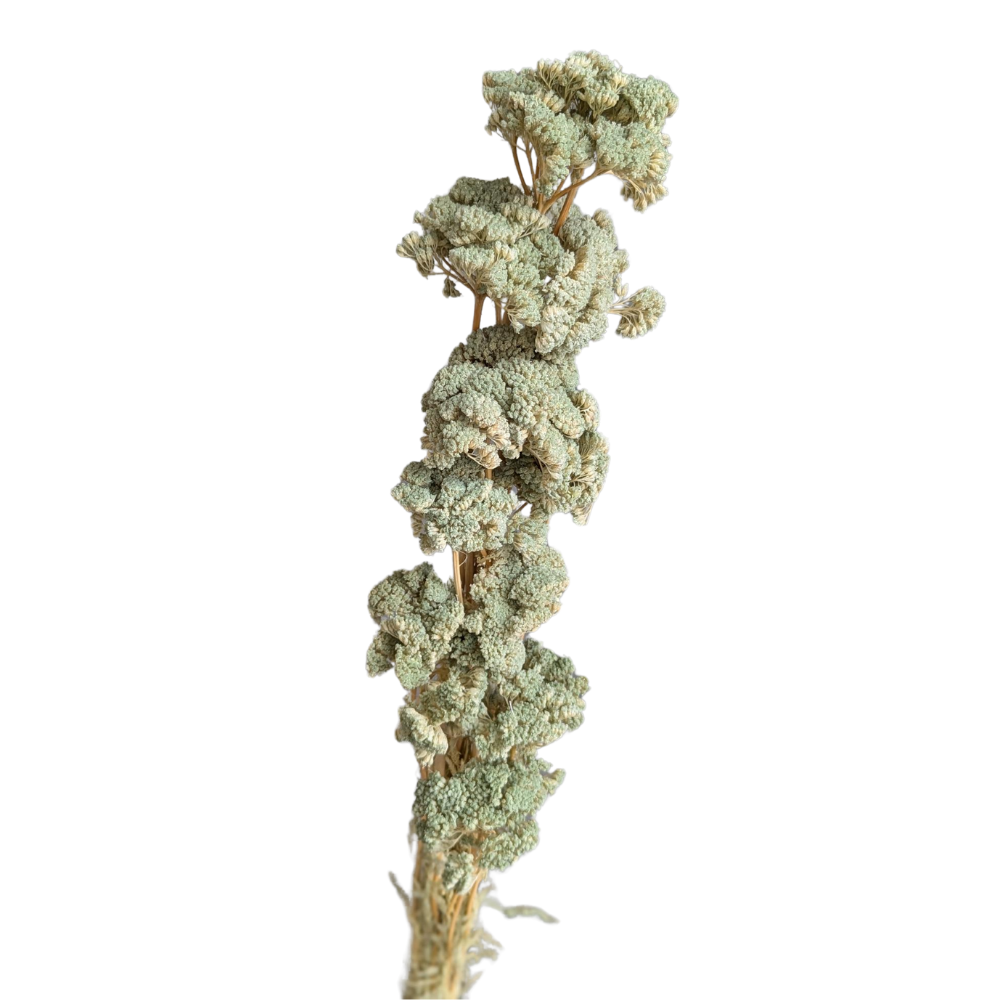 Achillea, 15 stems, 70cm, Pastel Green