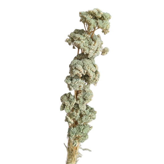 Achillea, 15 stems, 70cm, Pastel Green