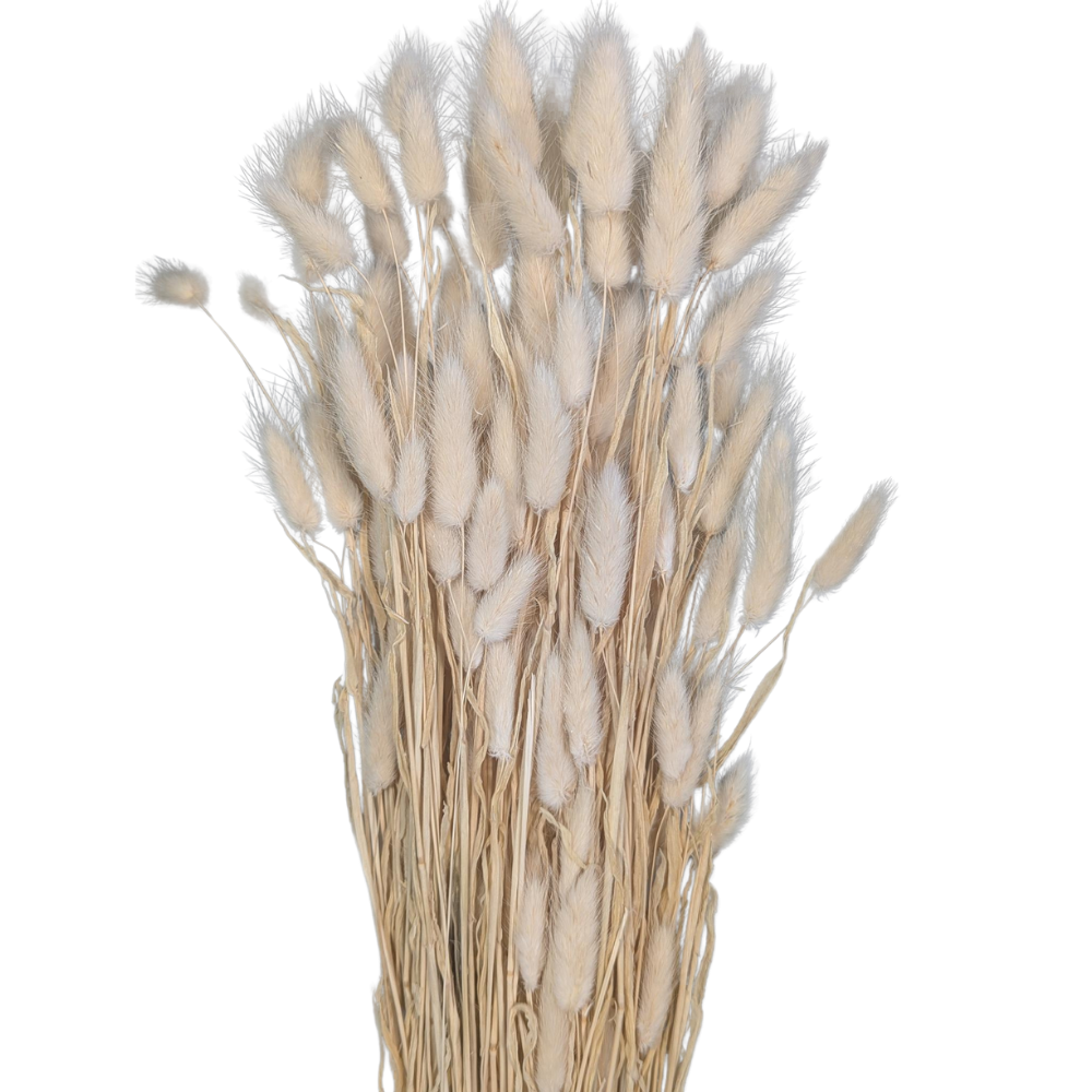 Preserved Bunny Tails, 120 stems, 60cm, White