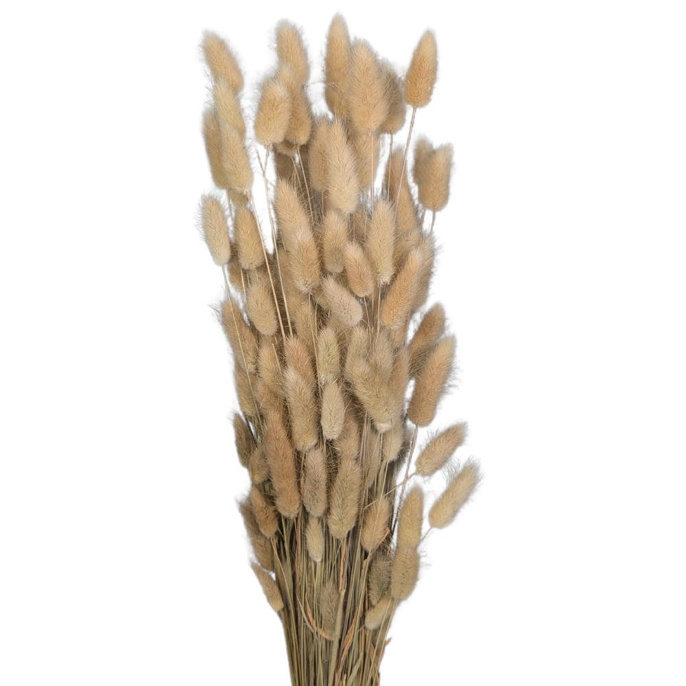 Preserved Bunny Tails, 120 stems, 60cm, Natural