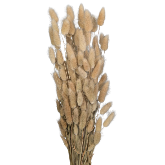 Preserved Bunny Tails, 120 stems, 60cm, Natural