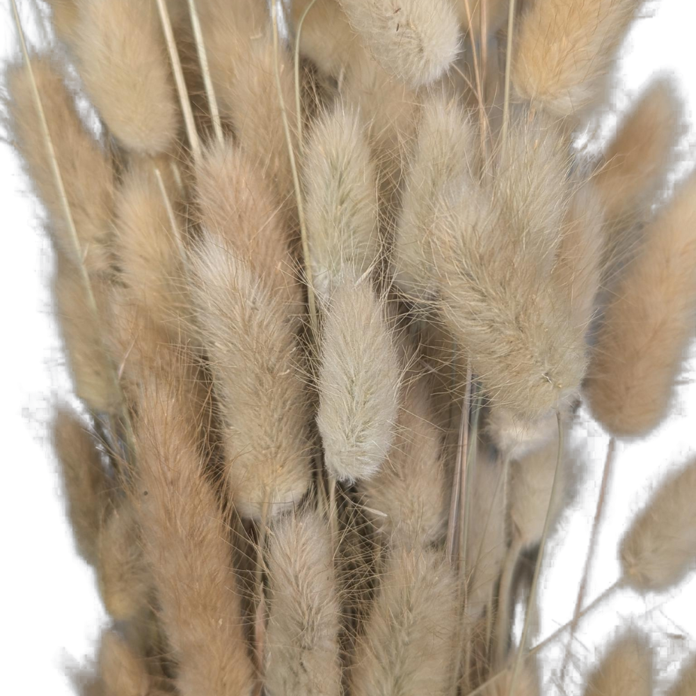 Preserved Bunny Tails, 120 stems, 60cm, Natural
