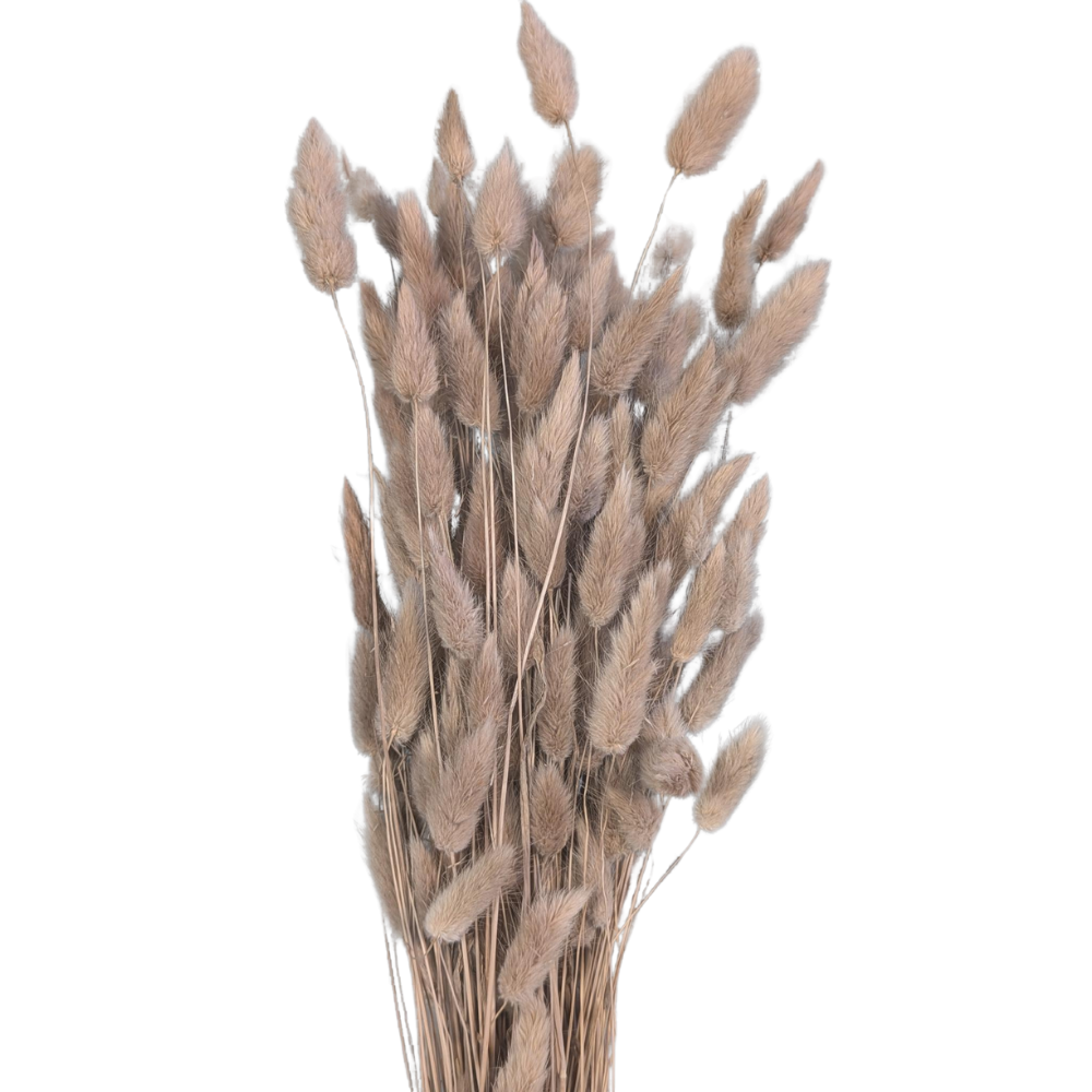 Preserved Bunny Tails, 120 stems, 60cm, Dusty Pink