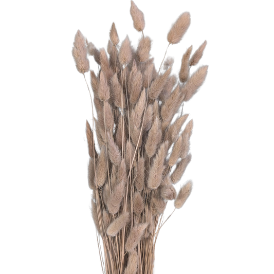 Preserved Bunny Tails, 120 stems, 60cm, Dusty Pink