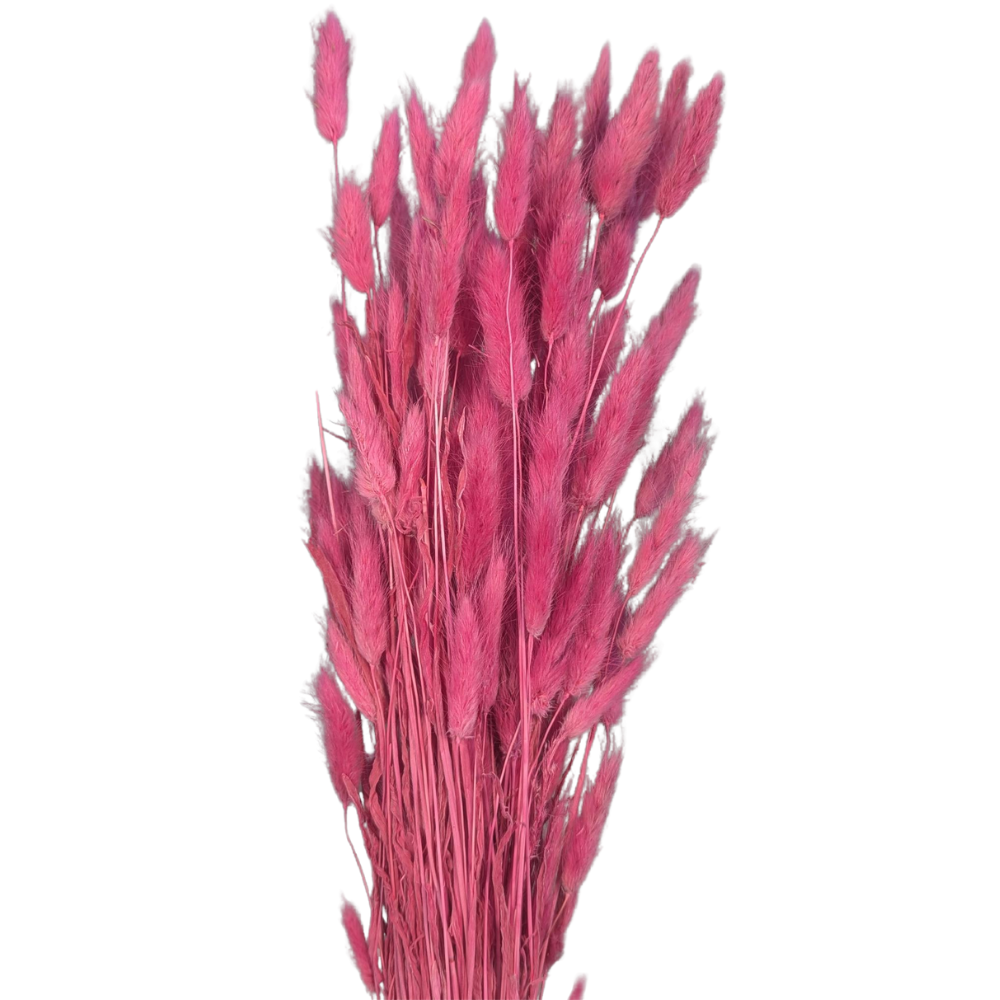 Preserved Bunny Tails, 120 stems, 60cm, Hot Pink
