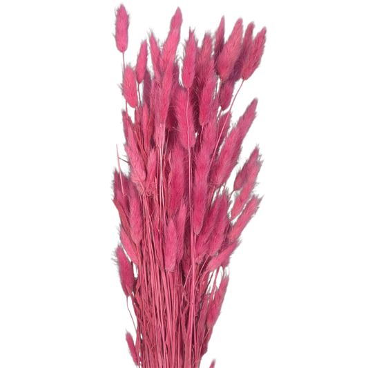Preserved Bunny Tails, 120 stems, 60cm, Hot Pink