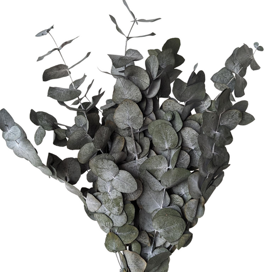 Preserved Eucalyptus Cinerea 150 grams, 50-80cm, Green