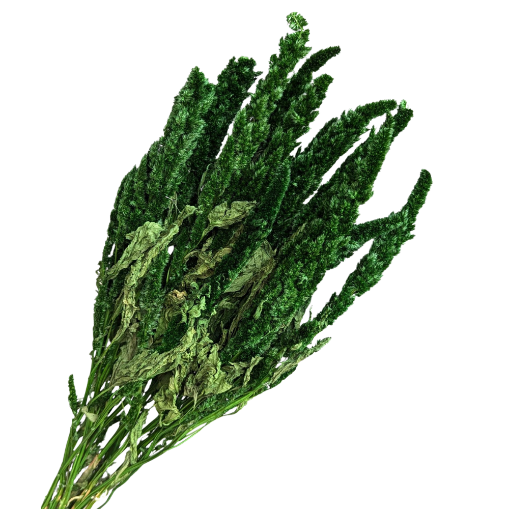 Preserved Amaranthus, 20 stems, 40cm, Green