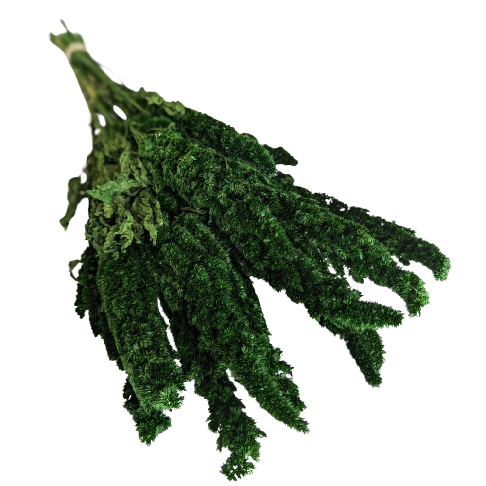 Preserved Amaranthus, 20 stems, 40cm, Green