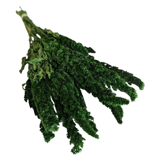 Preserved Amaranthus, 20 stems, 40cm, Green