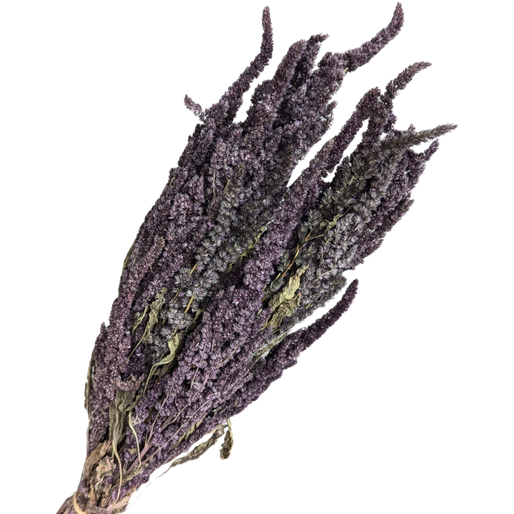 Preserved Amaranthus, 20 stems, 40cm, Mauve