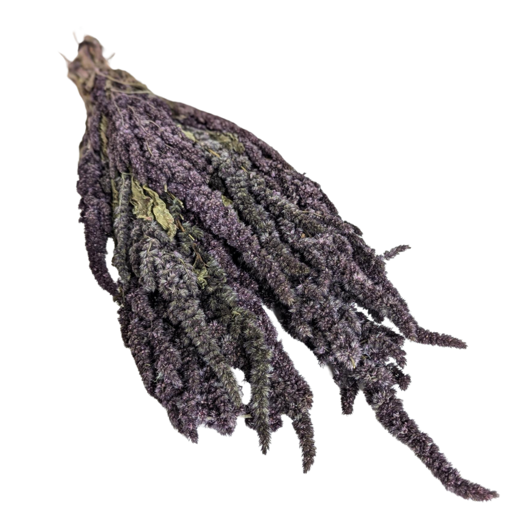Preserved Amaranthus, 20 stems, 40cm, Mauve