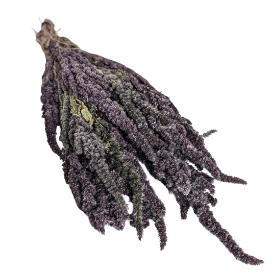 Preserved Amaranthus, 20 stems, 40cm, Mauve