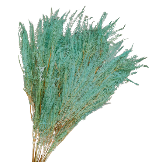 Preserved Helecho Fern, 20 stems, 60cm, Turquoise