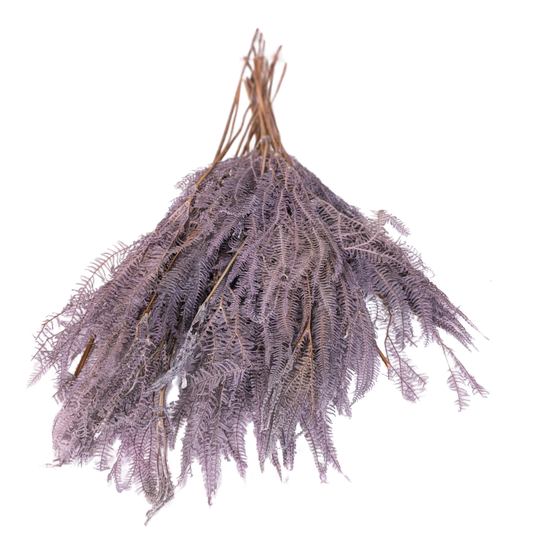 Preserved Helecho Fern, 20 stems, 60cm, Purple