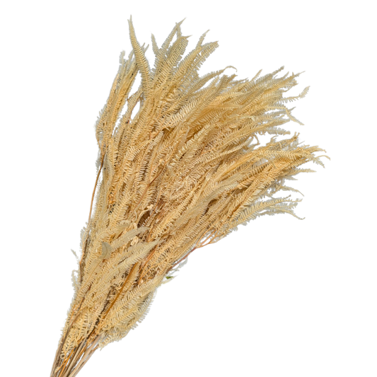 Preserved Helecho Fern, 20 stems, 60cm, Yellow