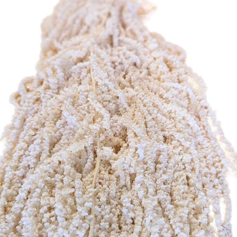 Preserved Hanging Amaranthus, 50-80cm, 150 gram, Off White