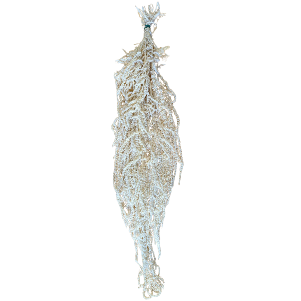 Preserved Hanging Amaranthus, 50-80cm, 150 gram, Off White