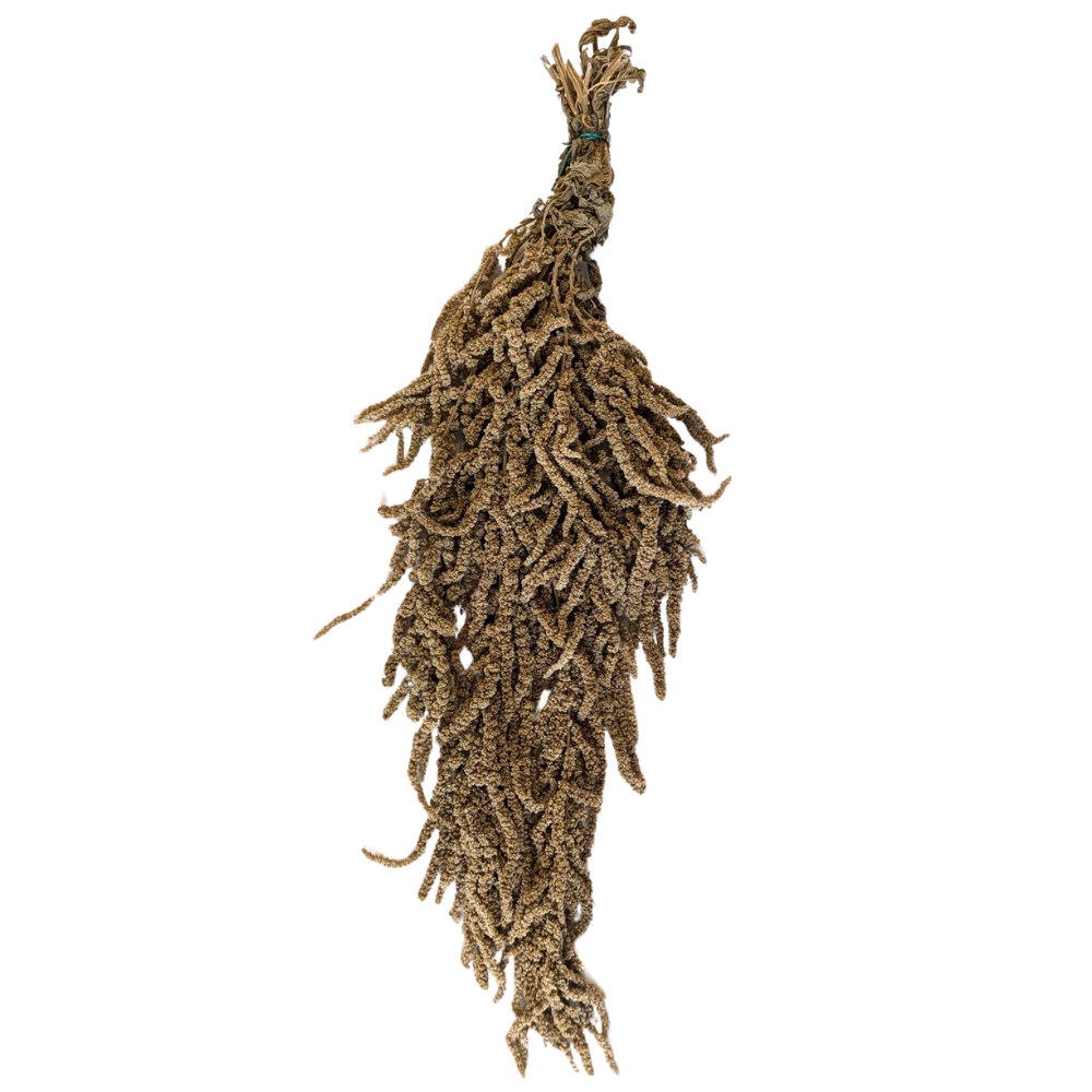 Preserved Hanging Amaranthus, 50-80cm, 150 gram, Sand