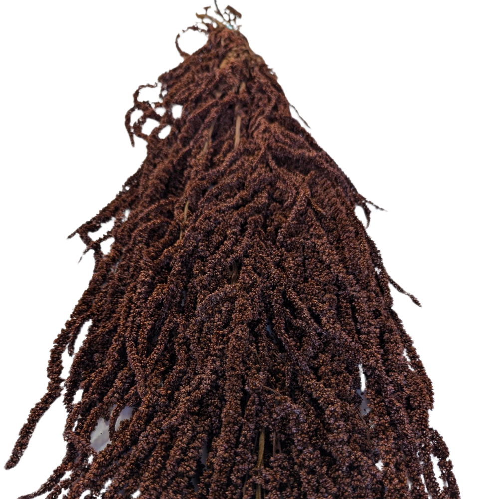 Preserved Hanging Amaranthus, 50-80cm, 150 gram, Brown