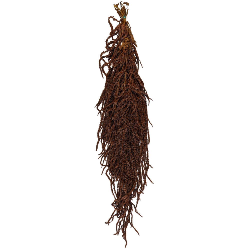 Preserved Hanging Amaranthus, 50-80cm, 150 gram, Brown
