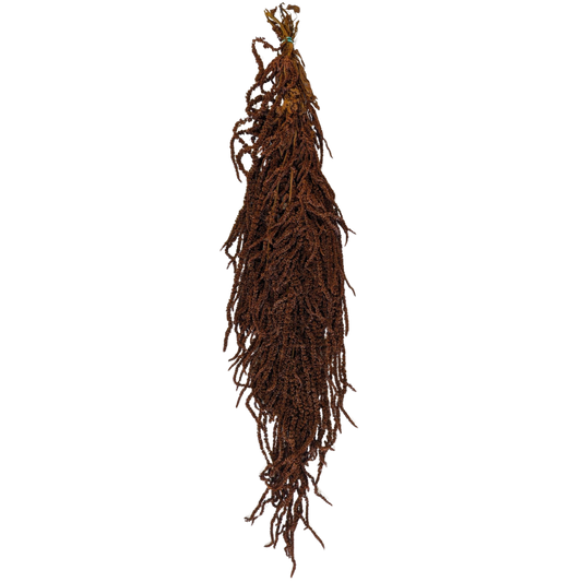 Preserved Hanging Amaranthus, 50-80cm, 150 gram, Brown