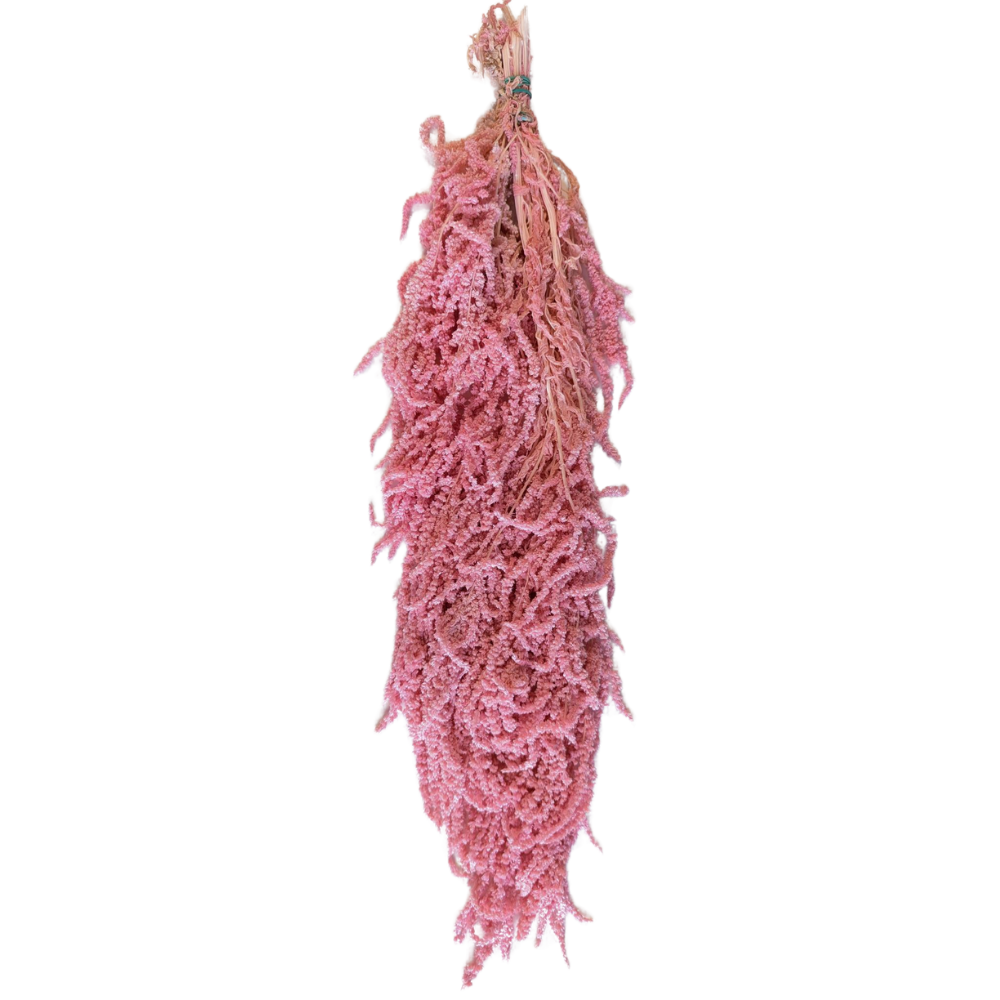 Preserved Hanging Amaranthus, 50-80cm, 150 gram, Pink