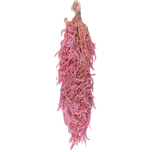 Preserved Hanging Amaranthus, 50-80cm, 150 gram, Pink