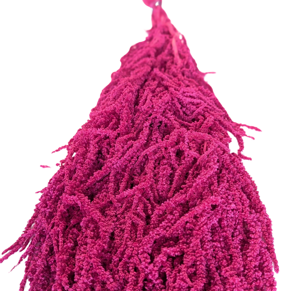 Preserved Hanging Amaranthus, 50-80cm, 150 gram, Hot Pink